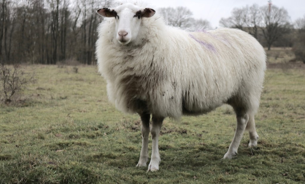 Das Schaf Josef steht auf einer Weide in Schleswig-Holstein.