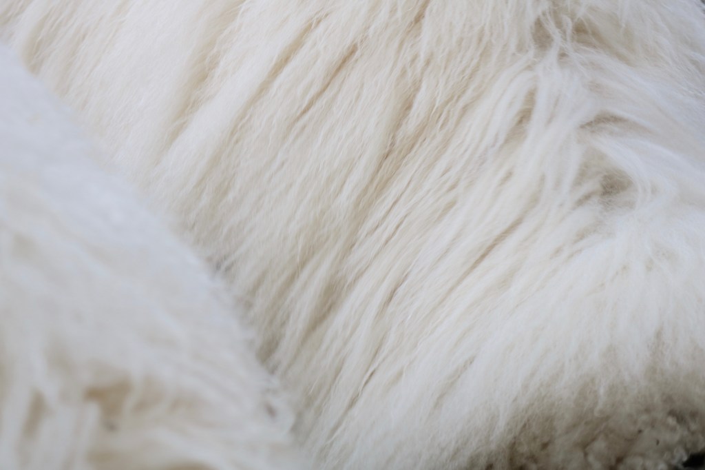Detailansicht eines Schaffells.